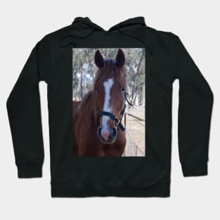 Wally - Thoroughbred Gelding Hoodie